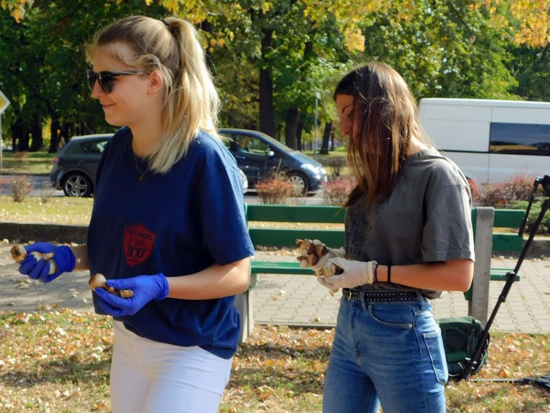 Amazonki posadziły żonkile (zdjęcia)