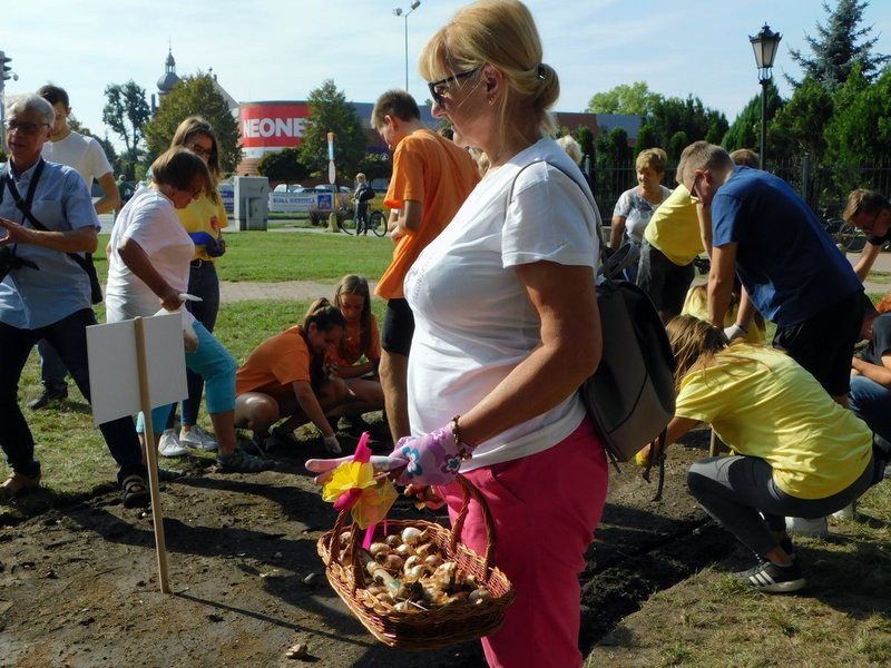 Amazonki posadziły żonkile (zdjęcia)