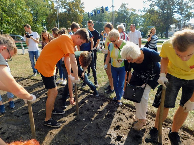 Amazonki posadziły żonkile (zdjęcia)