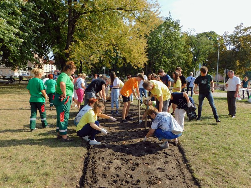 Amazonki posadziły żonkile (zdjęcia)
