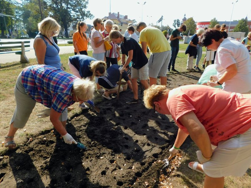 Amazonki posadziły żonkile (zdjęcia)