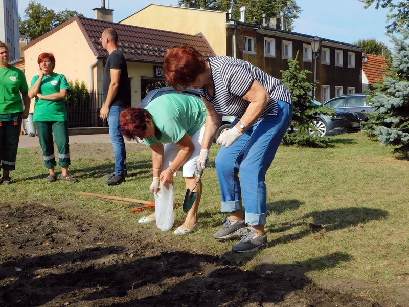 Amazonki posadziły żonkile (zdjęcia)