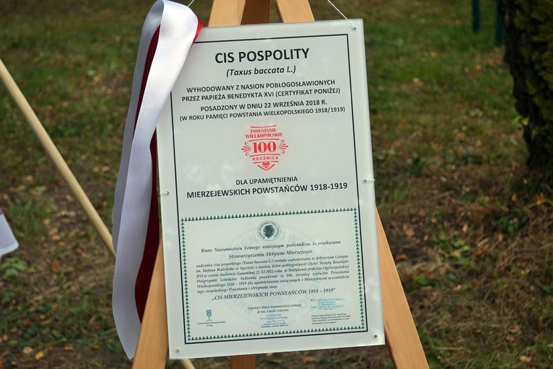 Cis dla powstańców posadzono w Mierzejewie (zdjęcia)