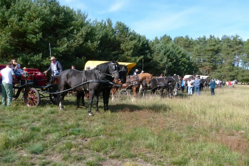 Popędzili za lisią kitą (zdjęcia)