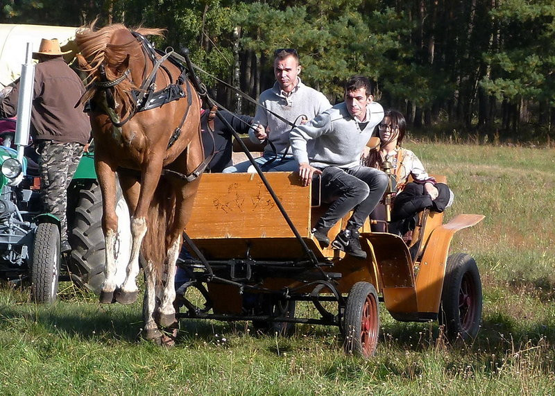 Popędzili za lisią kitą (zdjęcia)