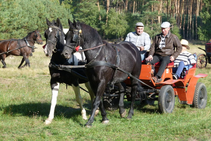 Popędzili za lisią kitą (zdjęcia)