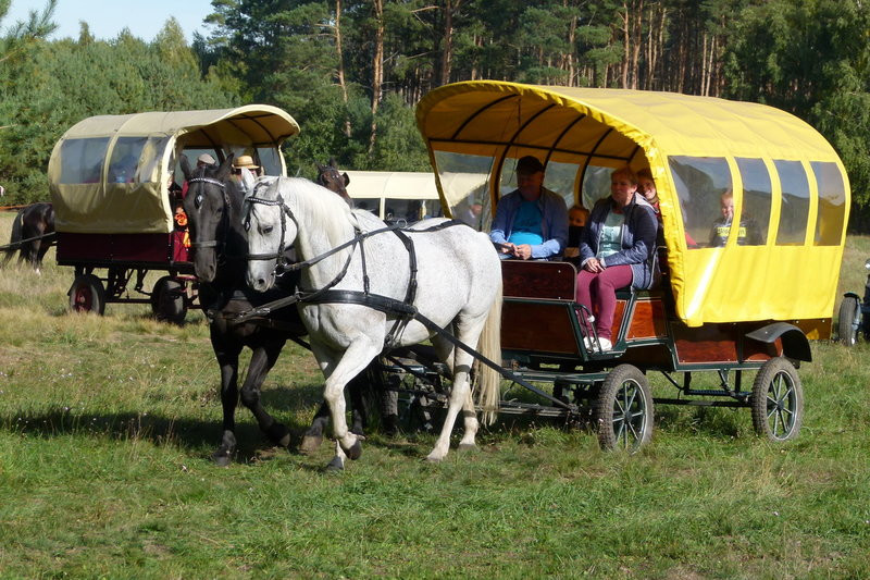 Popędzili za lisią kitą (zdjęcia)