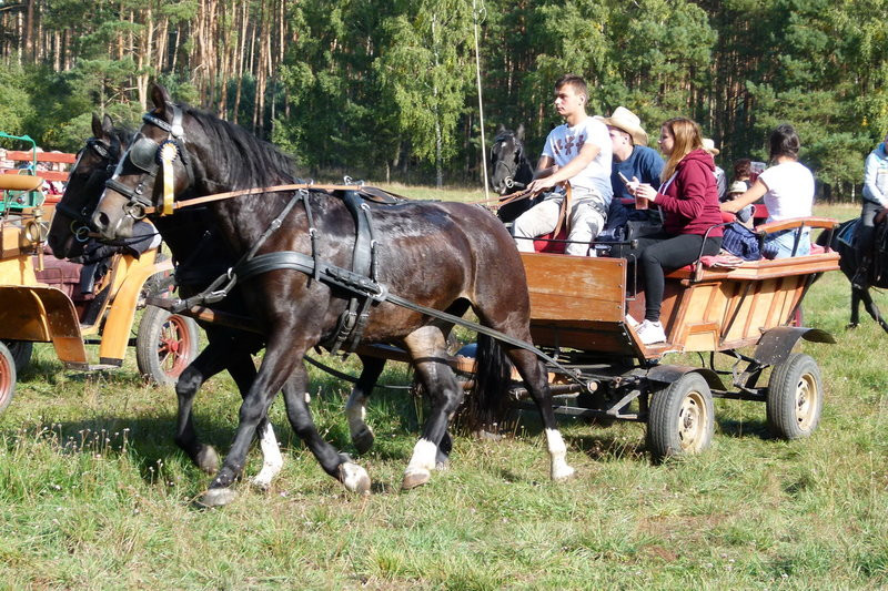 Popędzili za lisią kitą (zdjęcia)