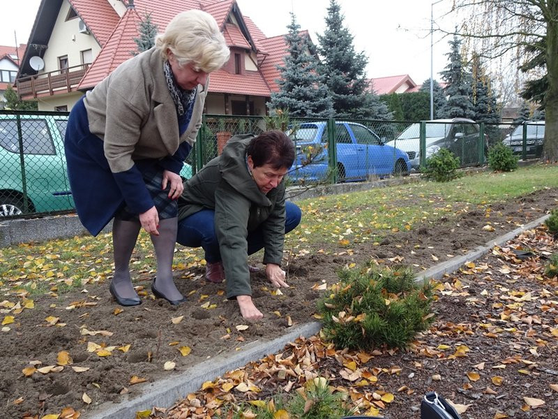 100 tulipanów na 100-lecie Polski (zdjęcia)