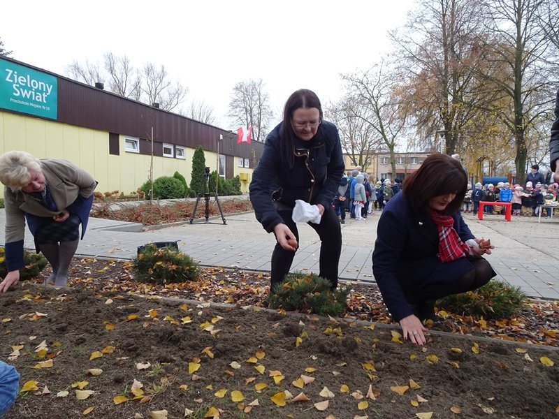 100 tulipanów na 100-lecie Polski (zdjęcia)