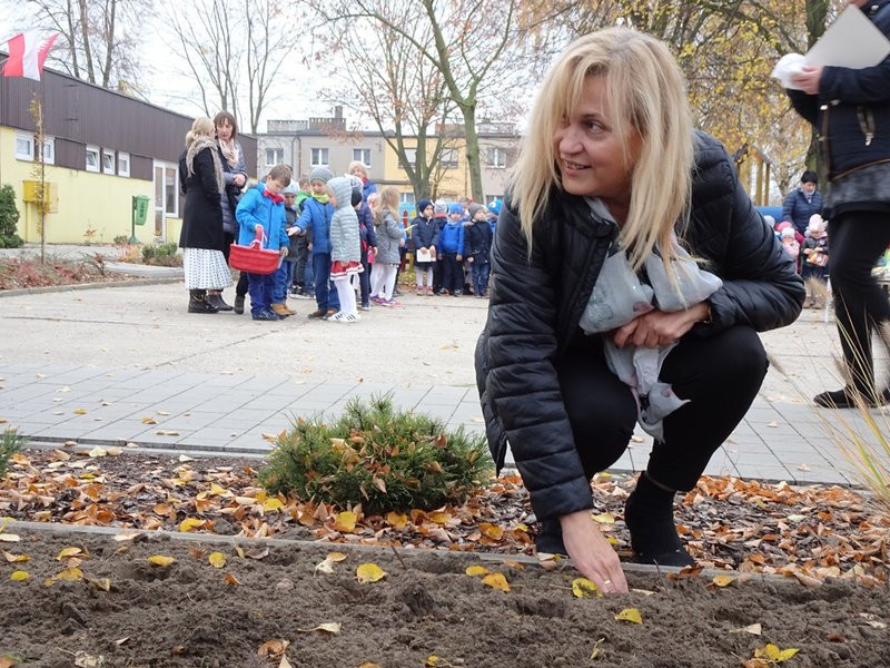 100 tulipanów na 100-lecie Polski (zdjęcia)