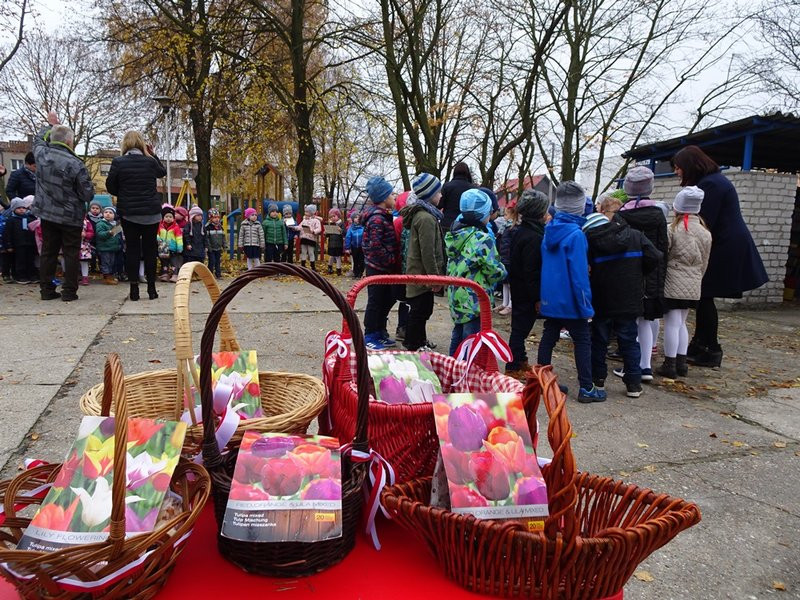 100 tulipanów na 100-lecie Polski (zdjęcia)