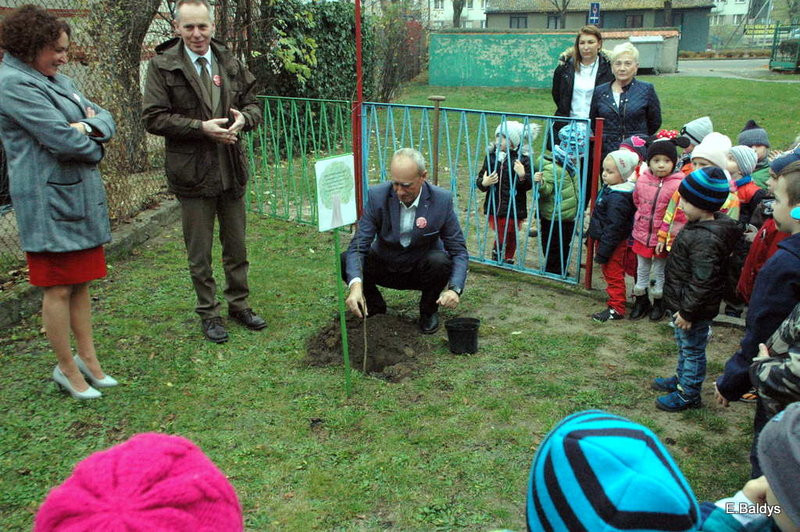 W Przedszkolu nr 6 rośnie Dąb Niepodległości (zdjęcia)