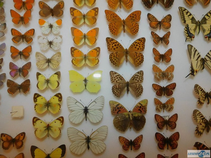 Kolekcjonerzy pokazują swoje skarby (zdjęcia)