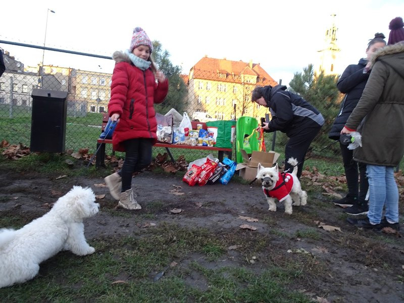 Tęczowe Mikołajki na wybiegu dla psów (zdjęcia)