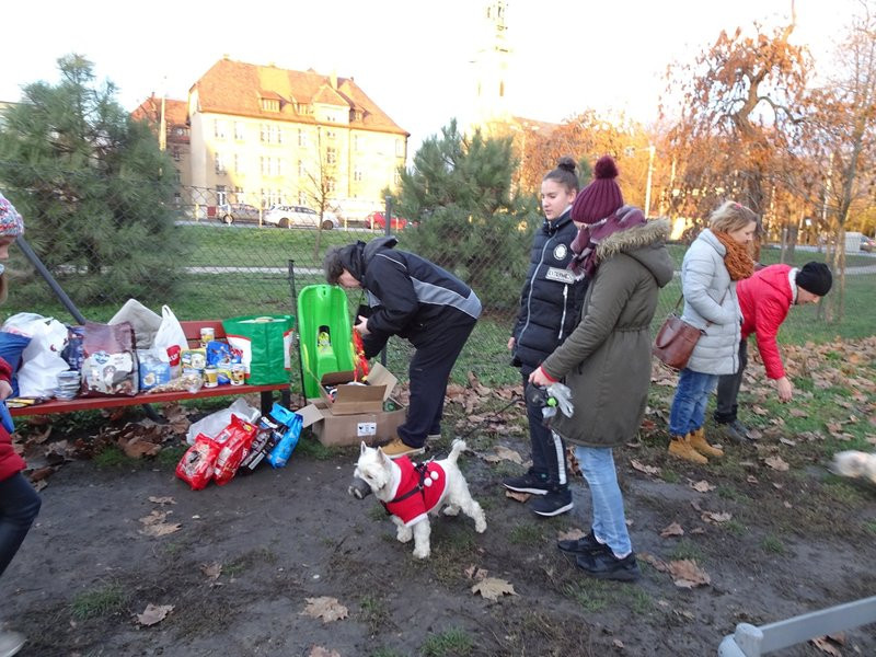 Tęczowe Mikołajki na wybiegu dla psów (zdjęcia)