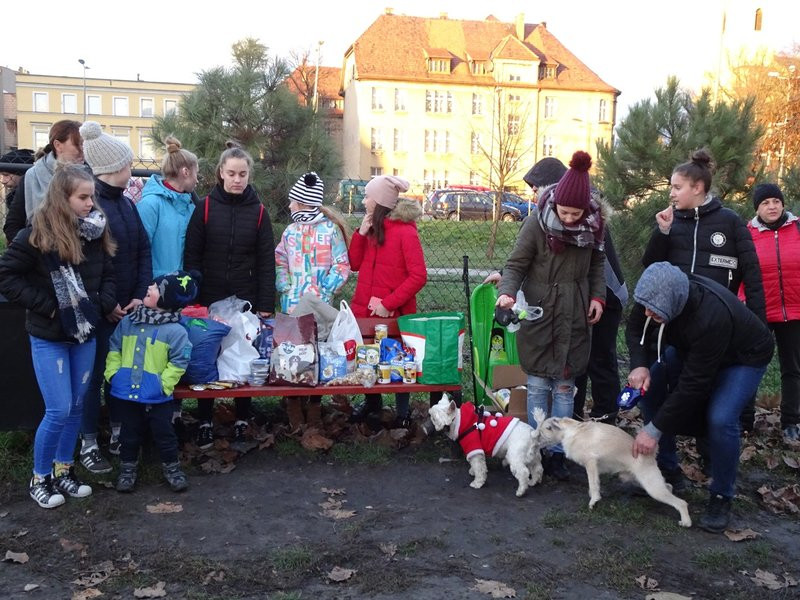 Tęczowe Mikołajki na wybiegu dla psów (zdjęcia)