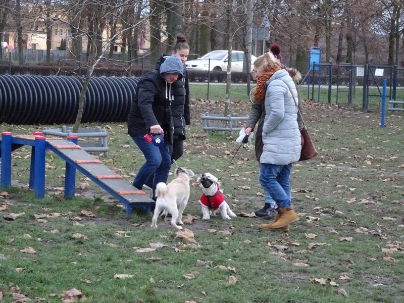 Tęczowe Mikołajki na wybiegu dla psów (zdjęcia)