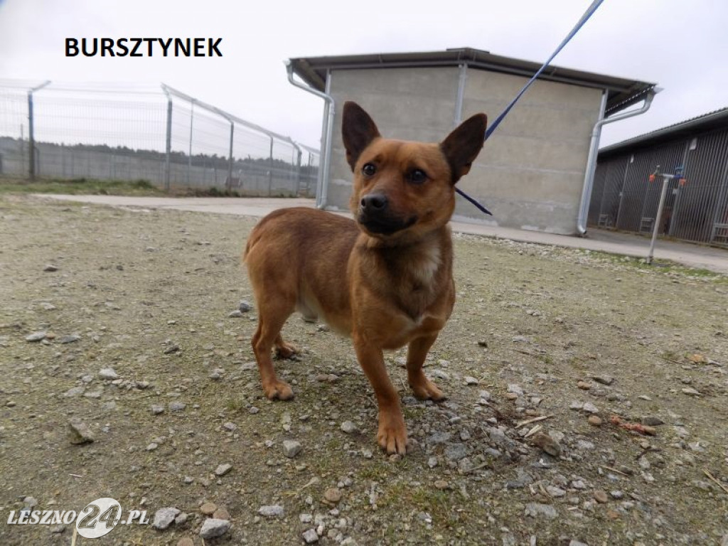 Mieszkańcy schroniska dla zwierząt