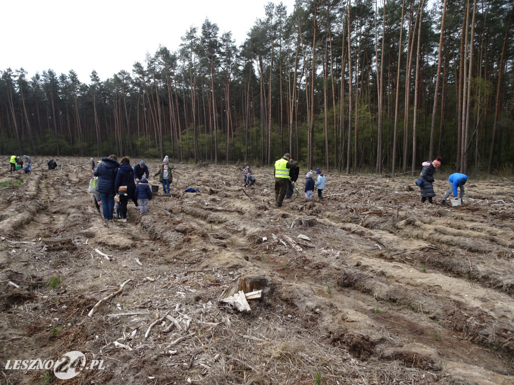 Sadzenie lasu - Leszno, 13.04.2019