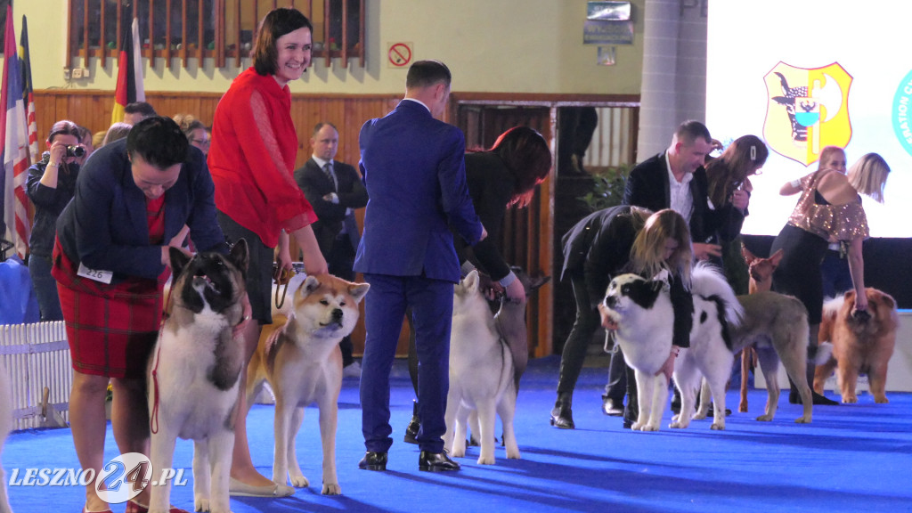 Wystawa psich czempionów w Lesznie