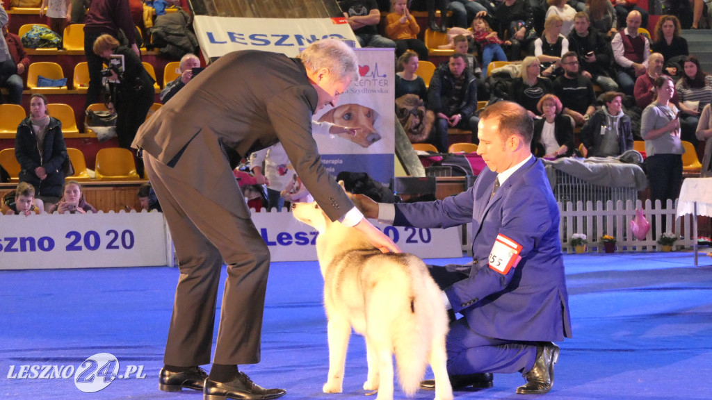 Wystawa psich czempionów w Lesznie