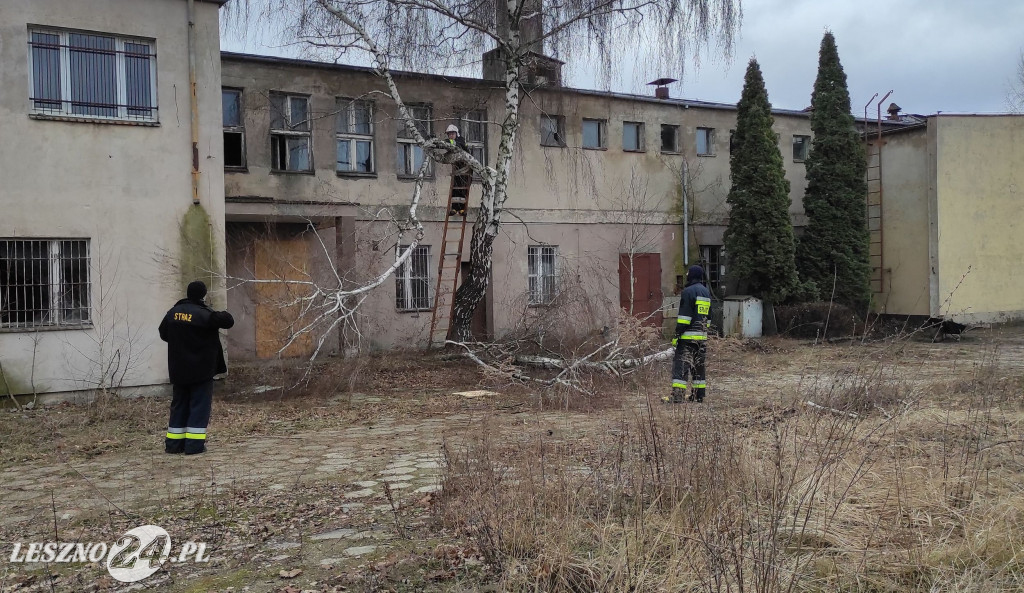 OSP Leszno Gronowo pomaga stowarzyszeniu