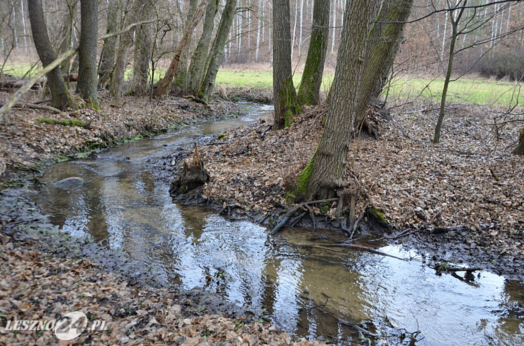 Sprzątanie Jaru Mórkowskiego