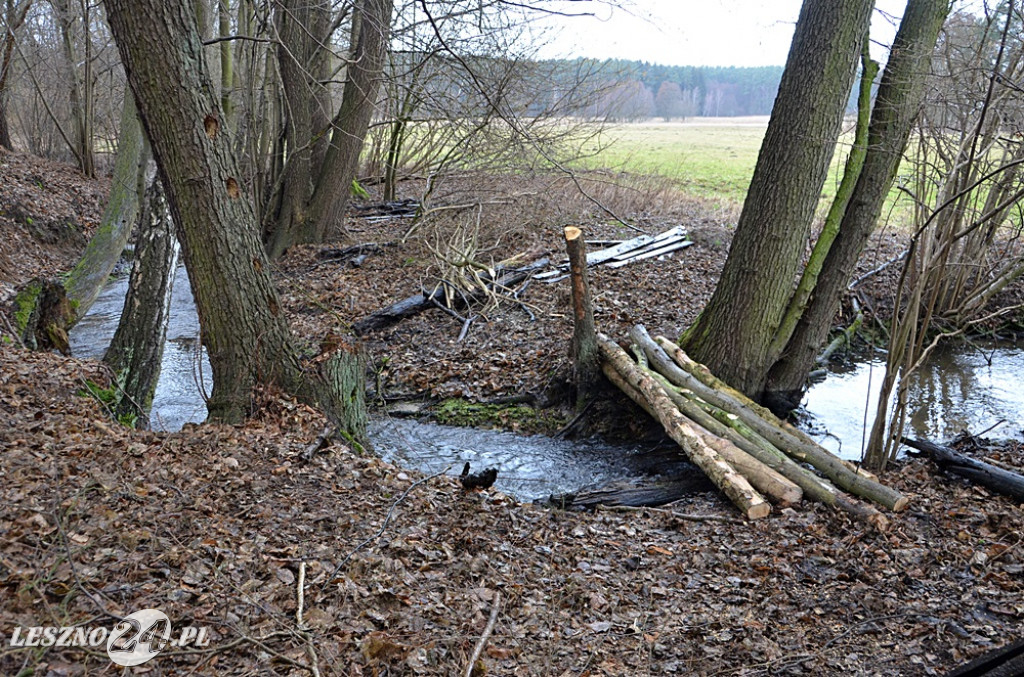 Sprzątanie Jaru Mórkowskiego