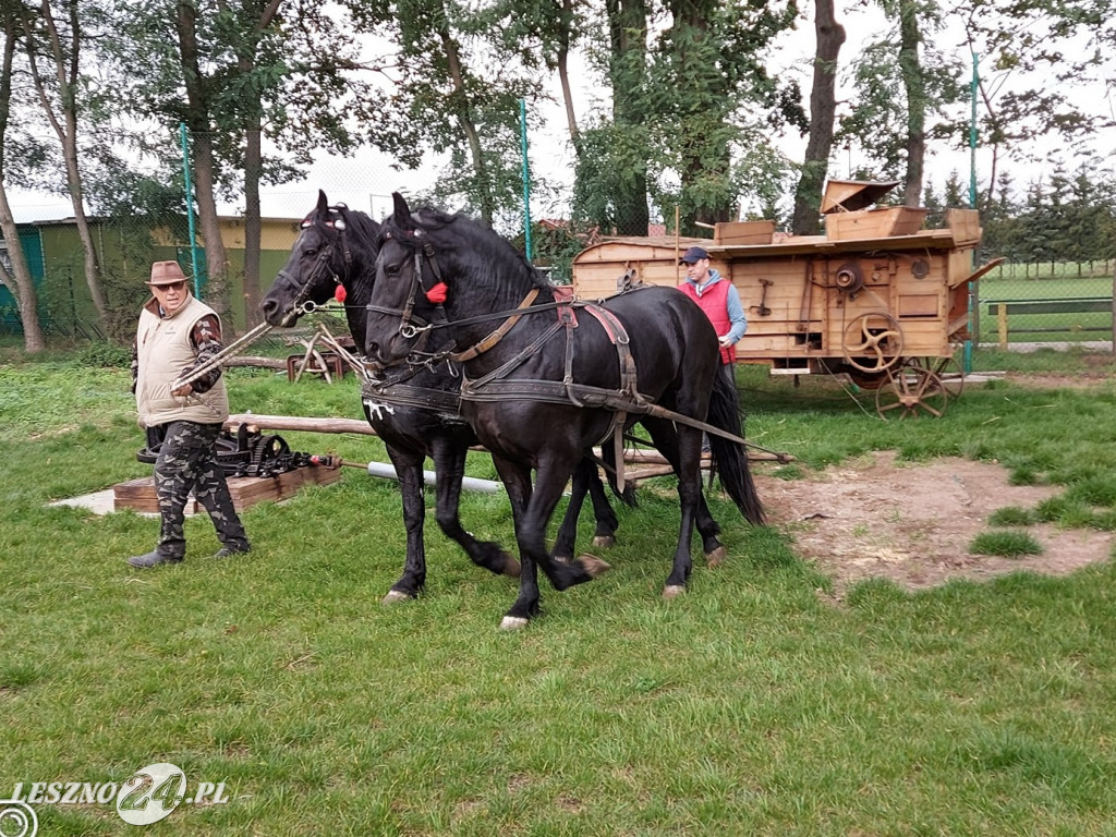 Wykopki w Wilkowicach