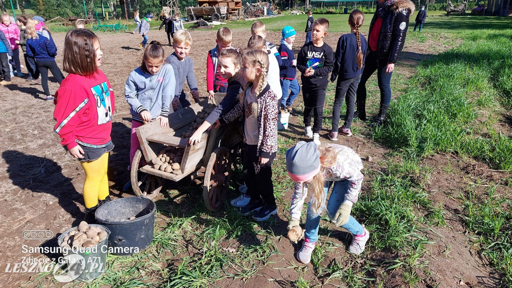 Wykopki w Wilkowicach