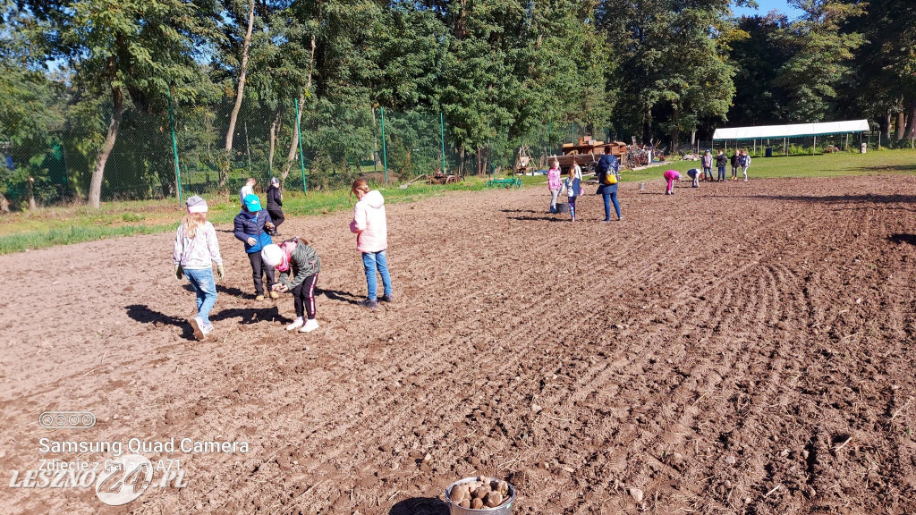 Wykopki w Wilkowicach