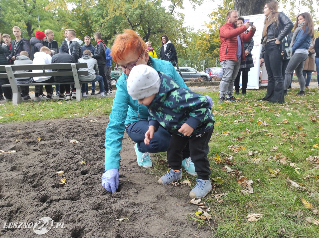 Kolejne żonkile na Polu Nadziei