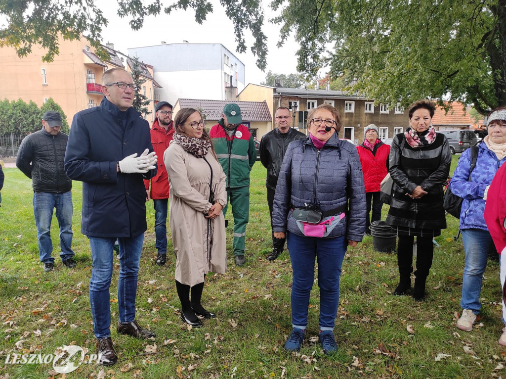 Kolejne żonkile na Polu Nadziei