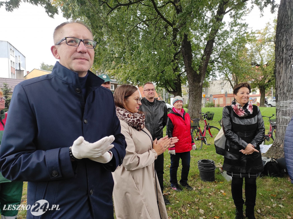 Kolejne żonkile na Polu Nadziei