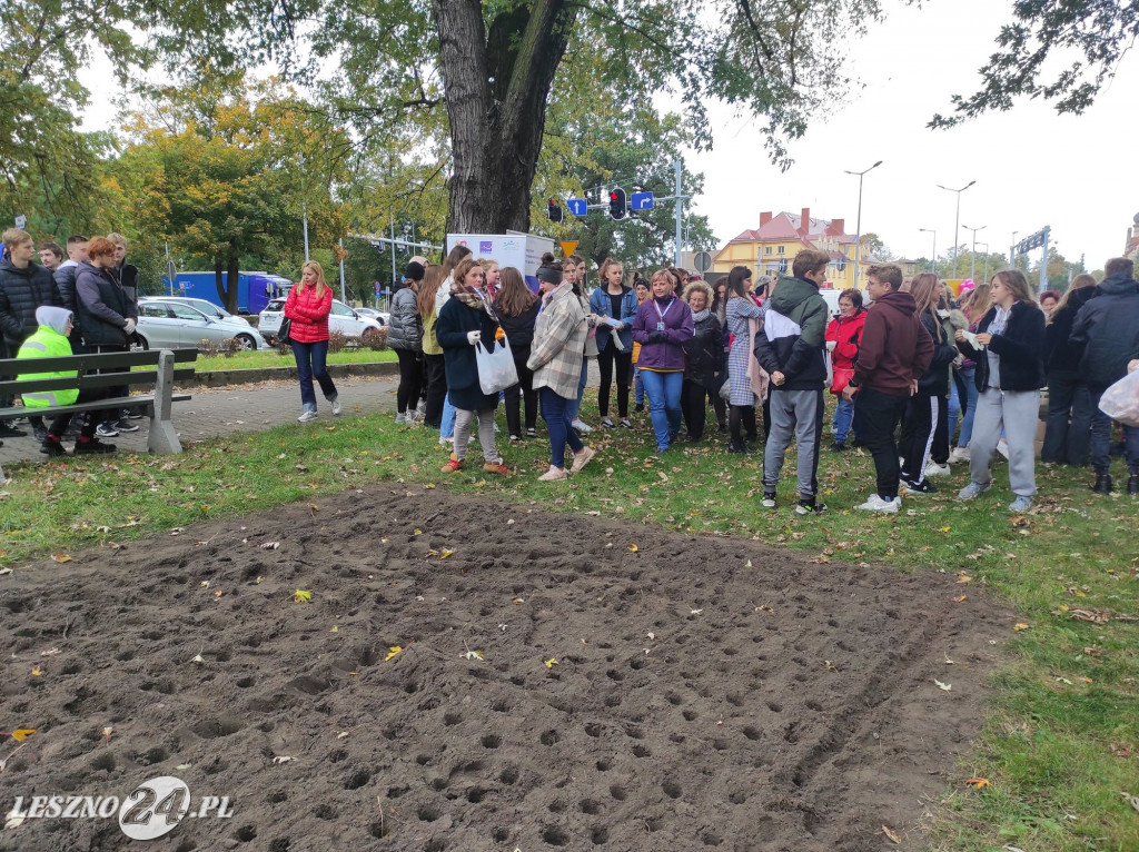 Kolejne żonkile na Polu Nadziei