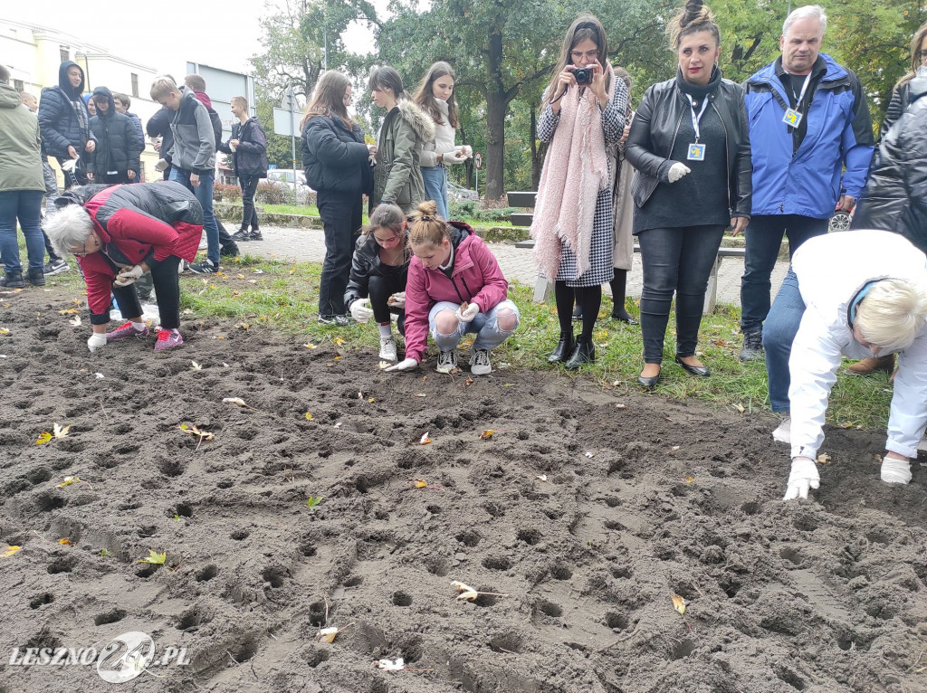 Kolejne żonkile na Polu Nadziei