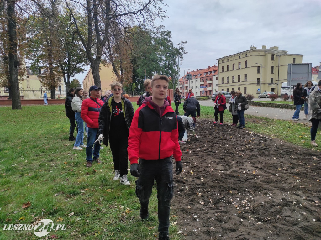 Kolejne żonkile na Polu Nadziei