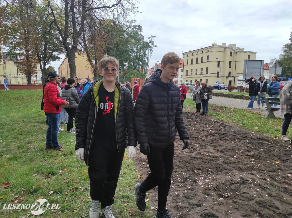 Kolejne żonkile na Polu Nadziei