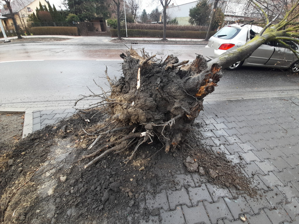 Drzewo przewróciło się na samochód