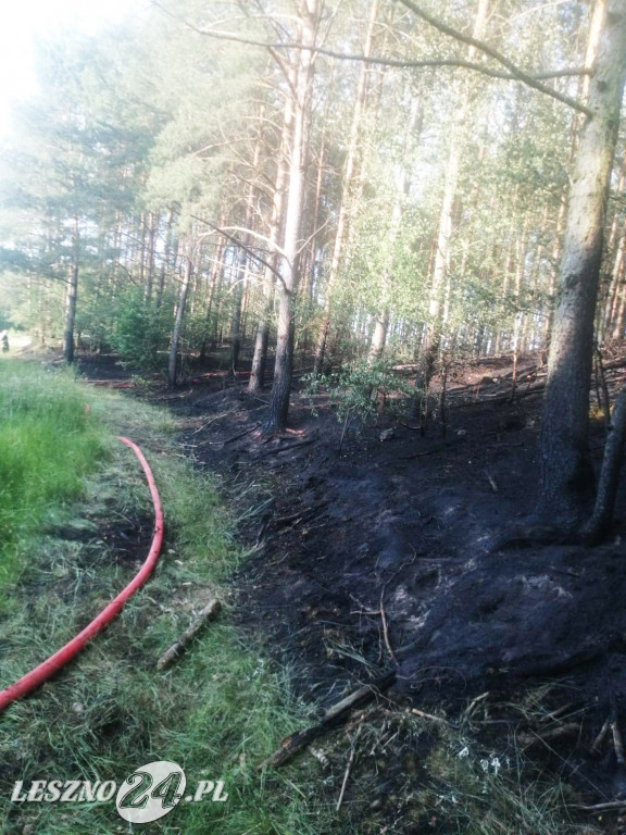 W pobliżu Smyczyny paliła się ściółka leśna