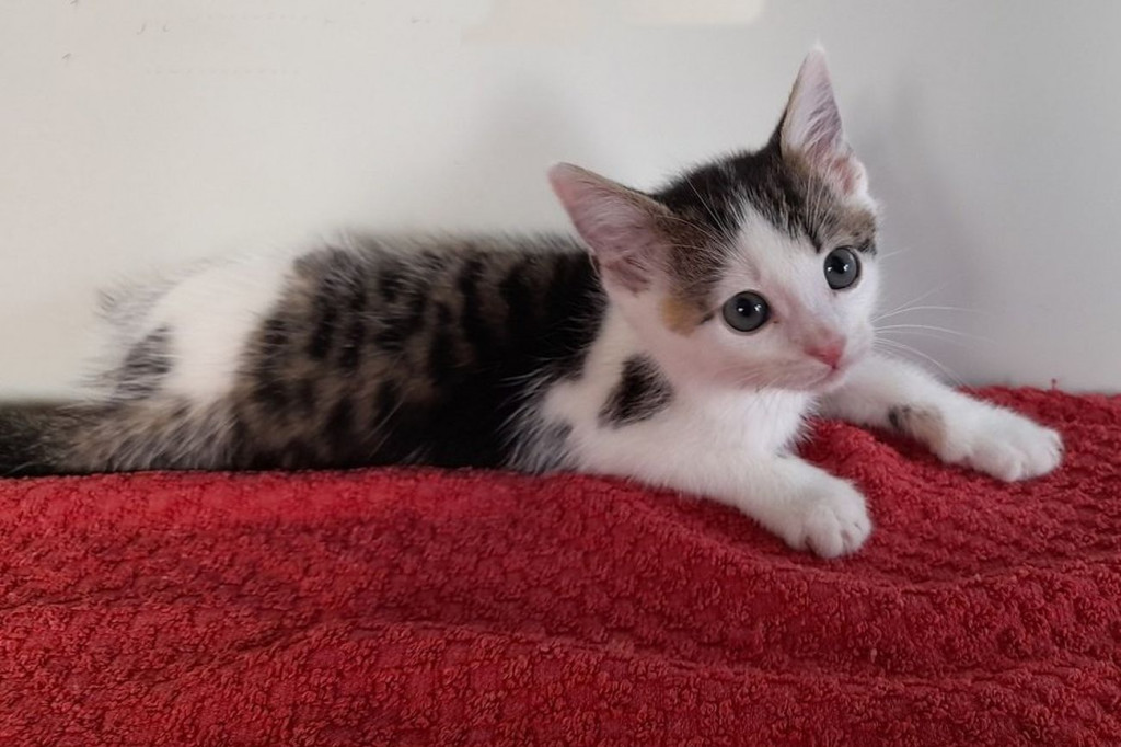 Koty do adopcji