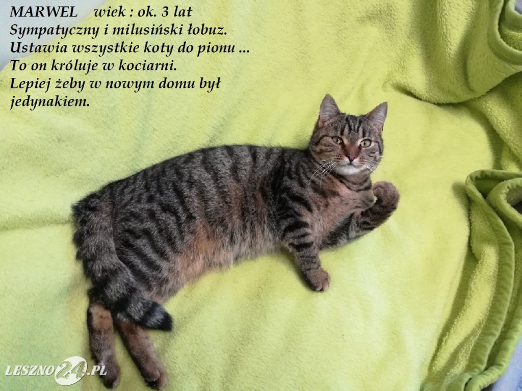Koty do adopcji