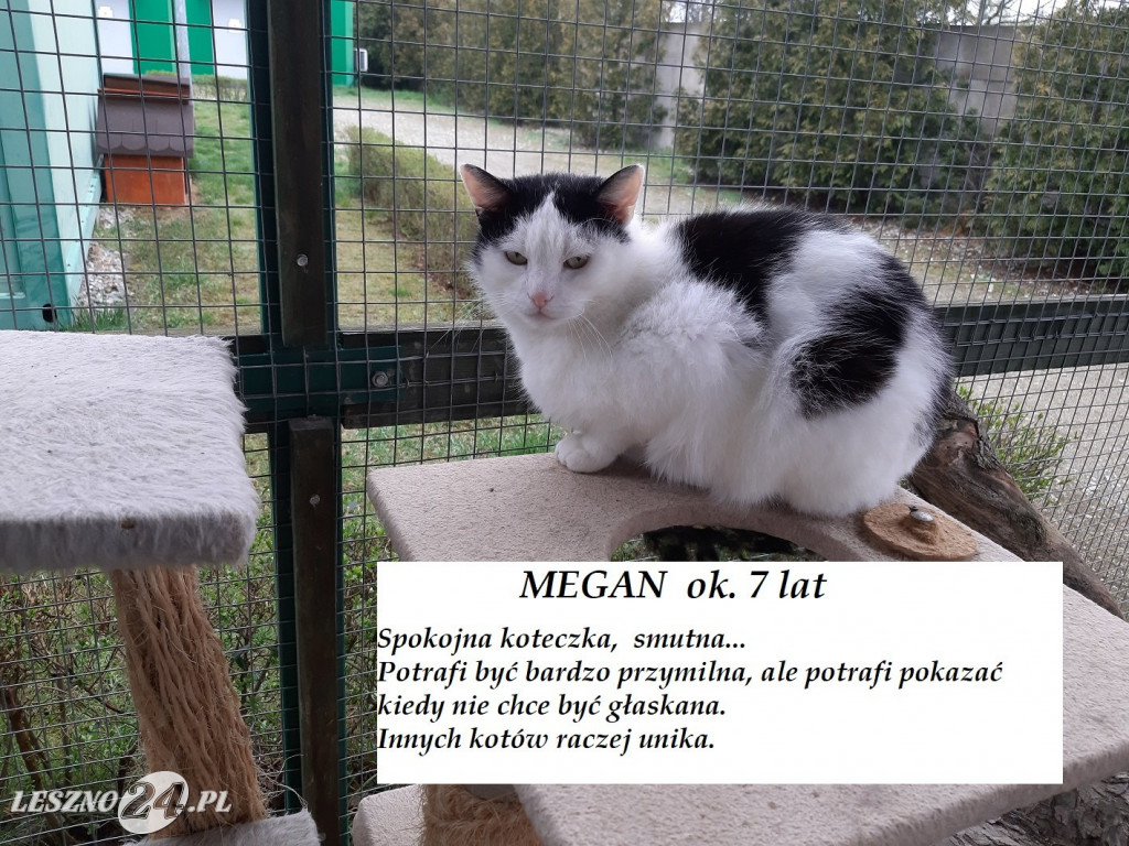 Koty do adopcji