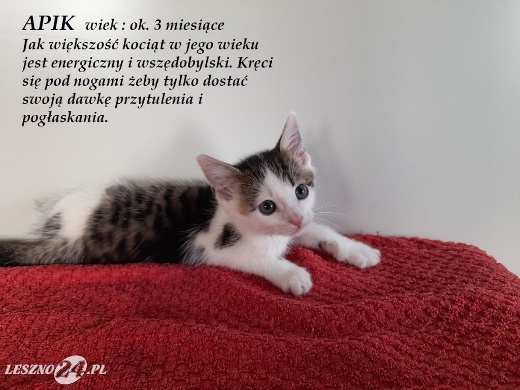 Koty do adopcji