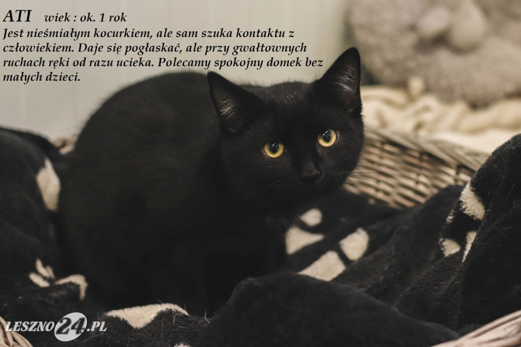 Koty do adopcji