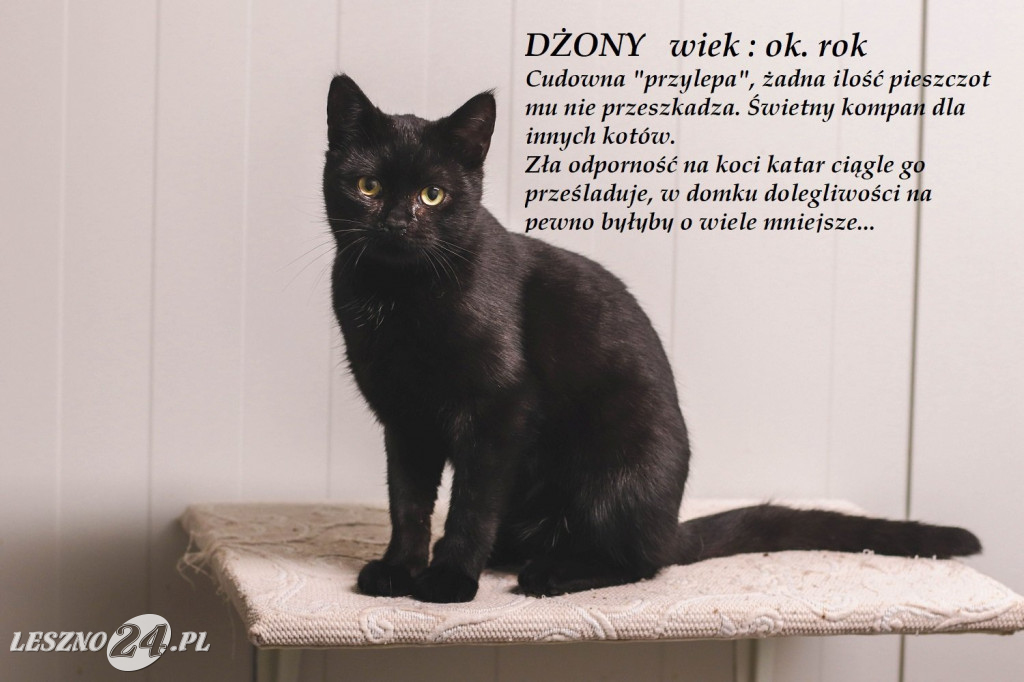 Koty do adopcji
