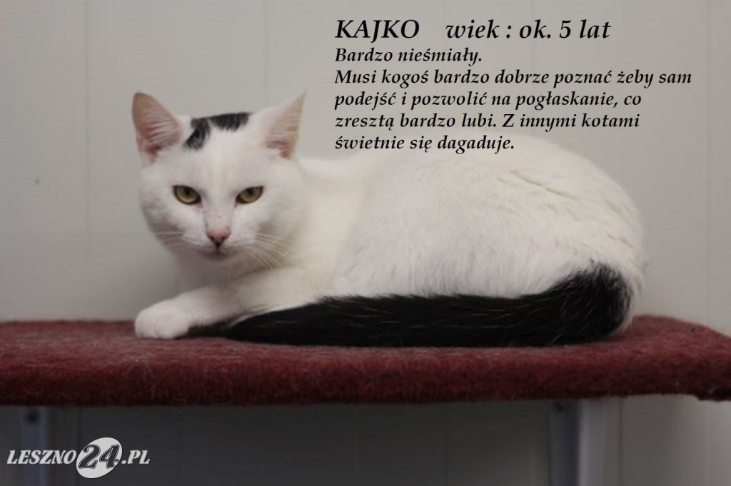 Koty do adopcji