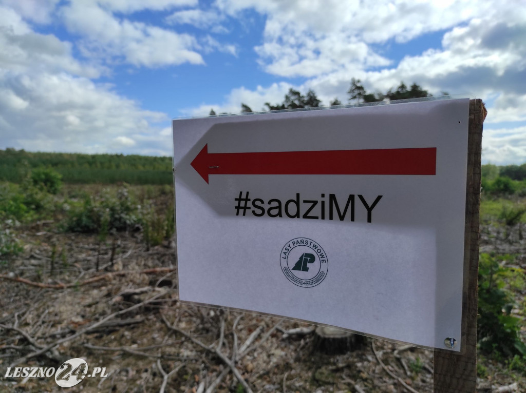 Sadzili las