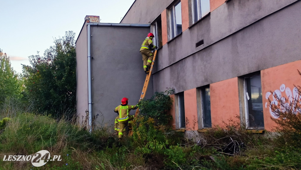 Pożar pustostanu w Lesznie